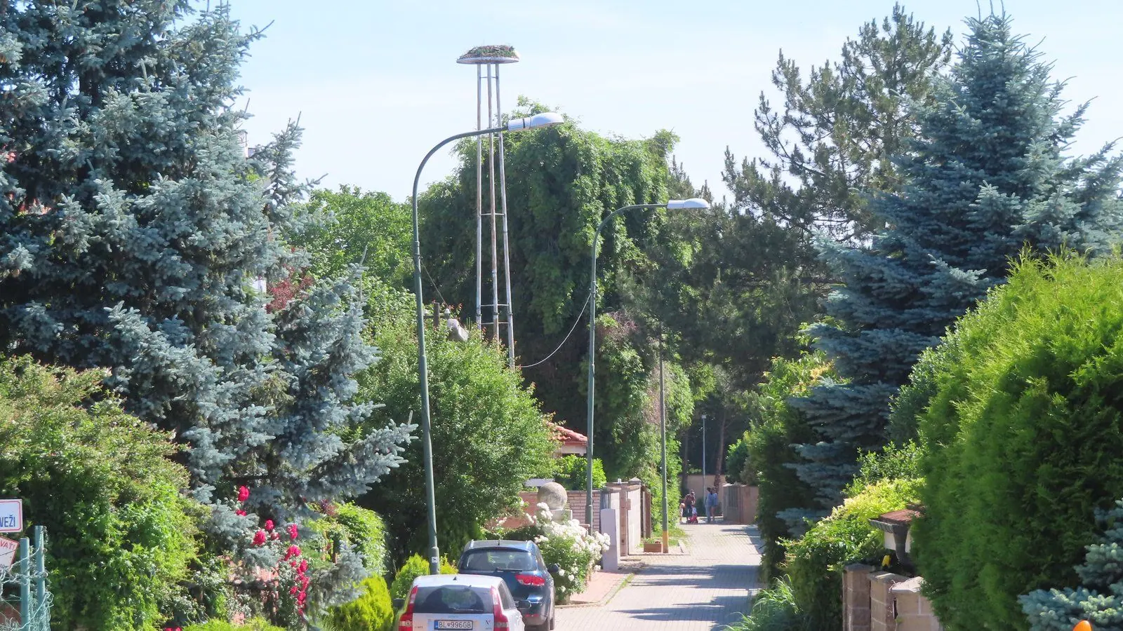Rusovce sú opäť zelenšie: mestská časť vysádza „pre budúcnosť“